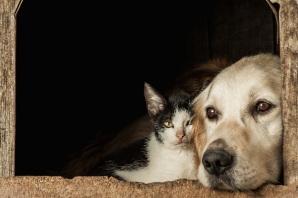 Законопроект об усыплении животных в приютах